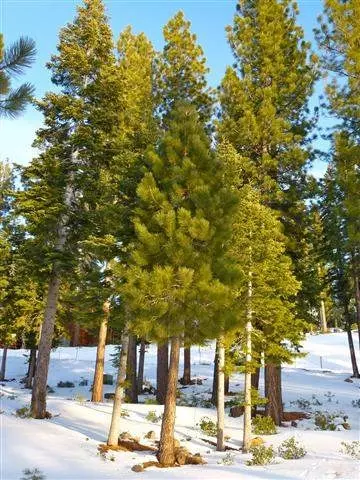2368 Overlook Pl, Truckee, CA 96161 photo 8