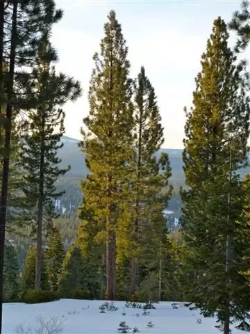 2368 Overlook Pl, Truckee, CA 96161 photo 9