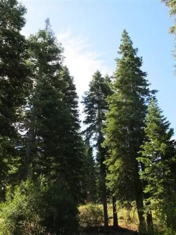 2755 Cross Cut Ct, Truckee, CA 96161 photo 5