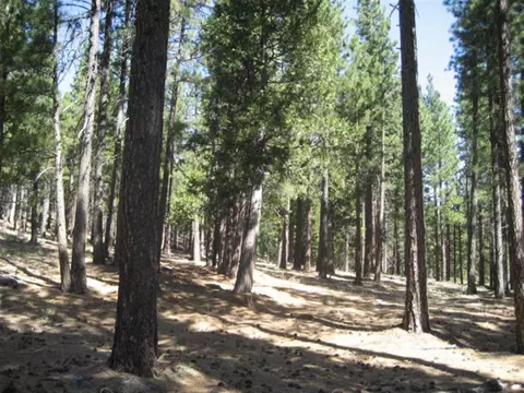 406 Main St, Calpine, CA 96124 photo 6