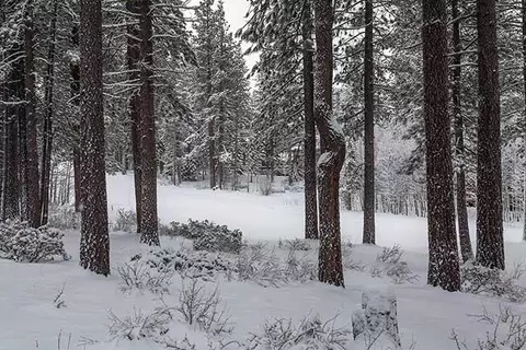 123 Basque, Truckee, CA 96161 photo 13