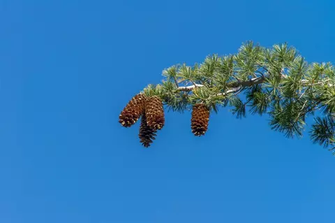 1942 Gray Wolf, Truckee, CA 96161 photo 9