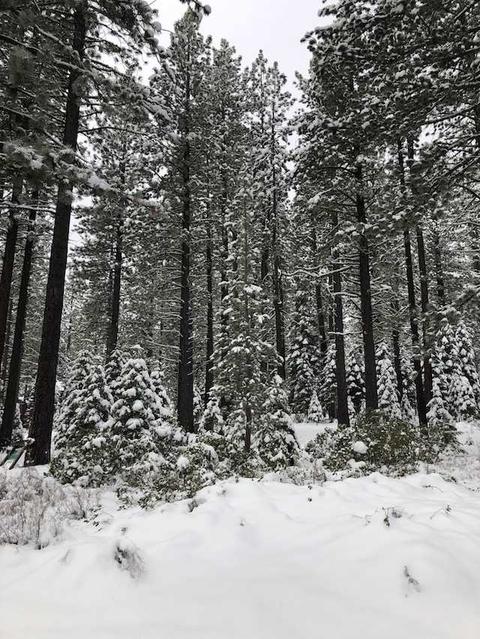 11208 Comstock Dr, Truckee, CA 96161 photo 5