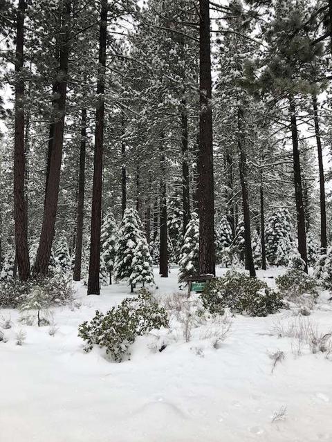 11208 Comstock Dr, Truckee, CA 96161 photo 6