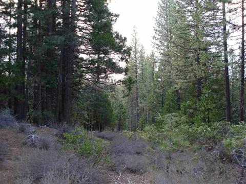 525 C Rd, Clio, CA 96106 photo 3