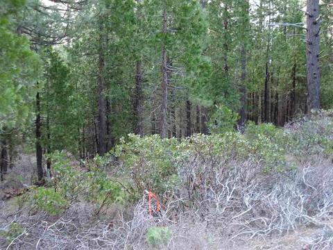 525 C Rd, Clio, CA 96106 photo 8
