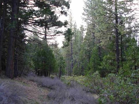 525 C Rd, Clio, CA 96106 photo 5