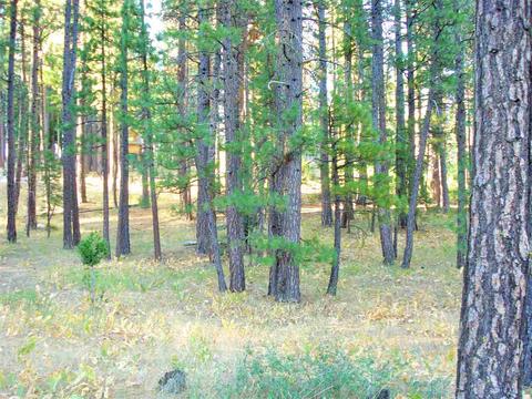 270 Gold Nugget Ln, Graeagle, CA 96103 photo 4