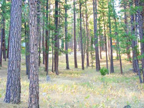 270 Gold Nugget Ln, Graeagle, CA 96103 photo 3