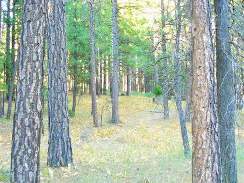 270 Gold Nugget Ln, Graeagle, CA 96103 photo 2