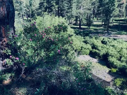 799 Valley Ranch Dr, Clio, CA 96106 photo 6