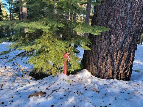 11853 Saddleback Dr, Truckee, CA 96161 photo 4