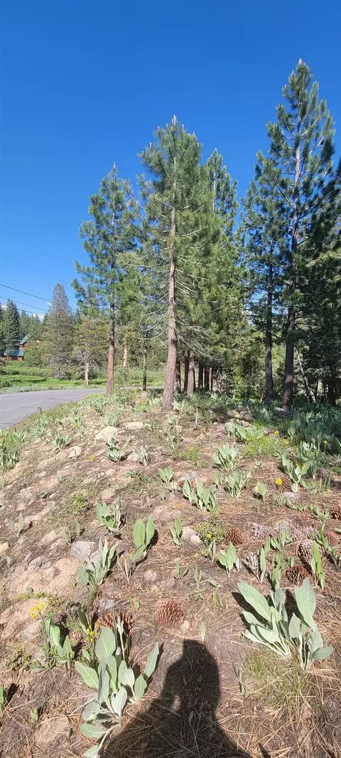 12495 Springbrook Pl, Truckee, CA 96161 photo 4