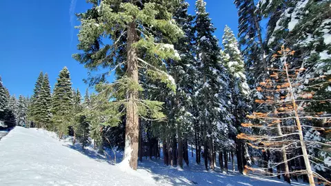 11055 Innsbruck Ave, Truckee, CA 96161