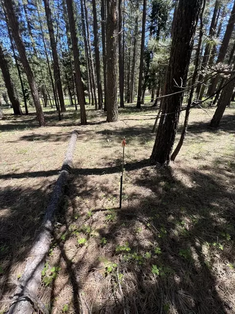 225 Gold Nugget Ln, Graeagle, CA 96103 photo 8