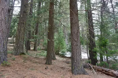 6 Pine Tree Ct, Blairsden, CA 96103 photo 3