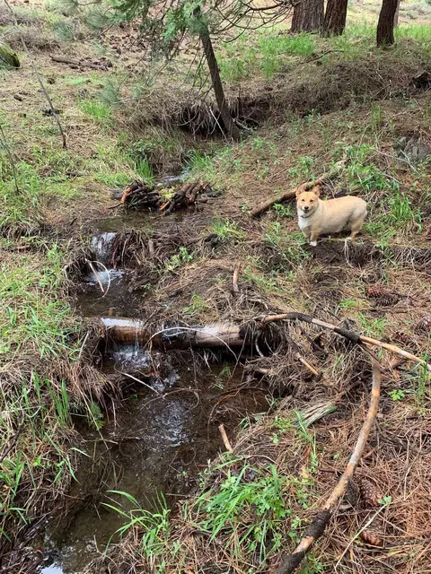 1063 Buckskin Ln, Portola, CA 96122