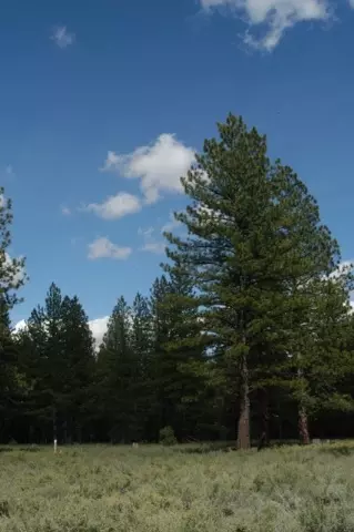 12593 Caleb Dr, Truckee, CA 96161 photo 4