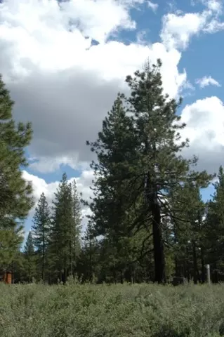12593 Caleb Dr, Truckee, CA 96161 photo 5