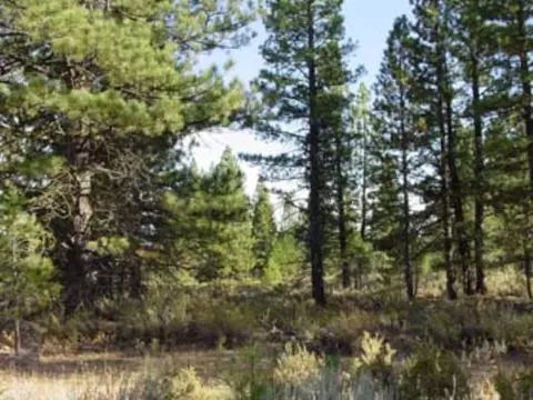 1009 Mountain Quail Rd, Calpine, CA 96124 photo 5