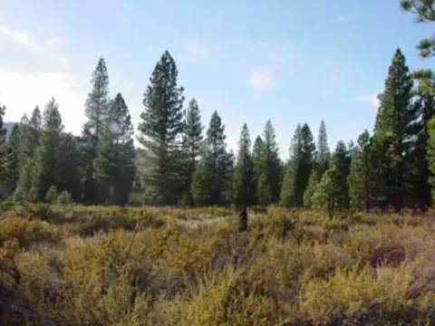 1009 Mountain Quail Rd, Calpine, CA 96124 photo 6