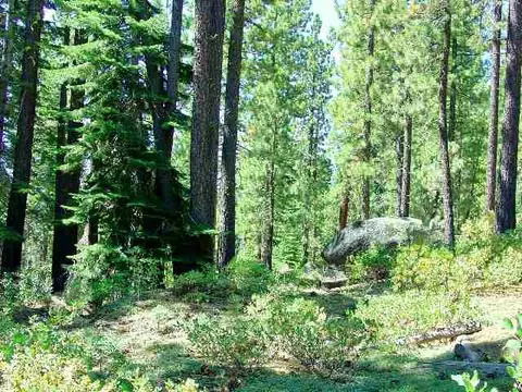 12376 Sierra Dr, Truckee, CA 96161 photo 4