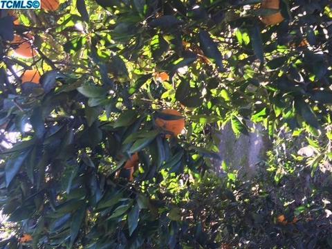 25704 Road 196, Exeter, CA 93221 photo 27