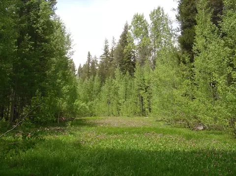 57403 Snow Flake Dr, Ponderosa, CA 93265 photo 5