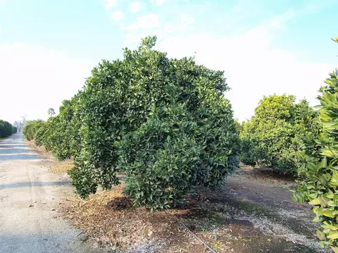 1982 N Belmont Rd, Exeter, CA 93221 photo 75