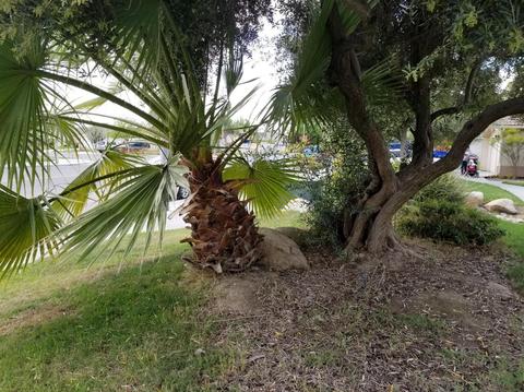 638 E Cinnamon Dr, Lemoore, CA 93245 photo 19