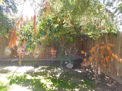 3631 E School Ct, Visalia, CA 93292 photo 55
