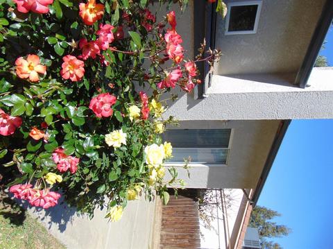 4141 E Laurel Ave, Visalia, CA 93292 photo 36