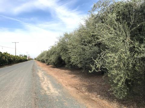 19099 Road 236, Strathmore, CA 93267 photo 6