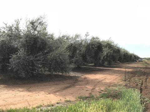 19099 Road 236, Strathmore, CA 93267 photo 14