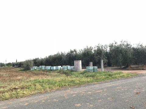 19099 Road 236, Strathmore, CA 93267 photo 7