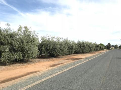 19099 Road 236, Strathmore, CA 93267 photo 4