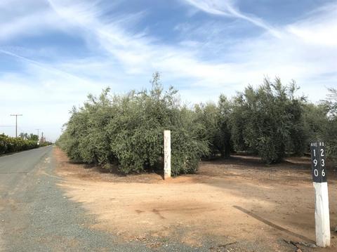 19099 Road 236, Strathmore, CA 93267 photo 2