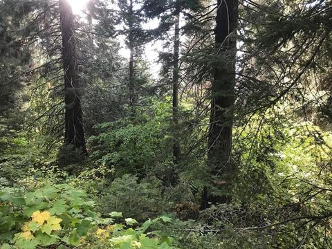 55014 Redwood Dr, Sequoia Crest, CA 93265 photo 1