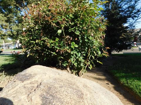 3903 E Center Ave, Visalia, CA 93292 photo 5