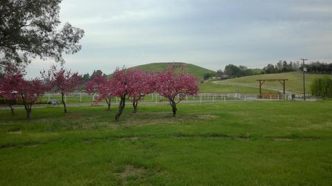 31061 Palm Dr, Exeter, CA 93221 photo 46