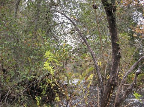 43680 N Fork Dr, Three Rivers, CA 93271 photo 20