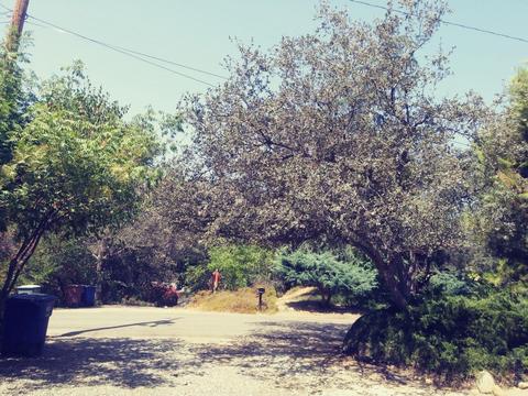 42272 Mynatt Dr, Three Rivers, CA 93271 photo 25