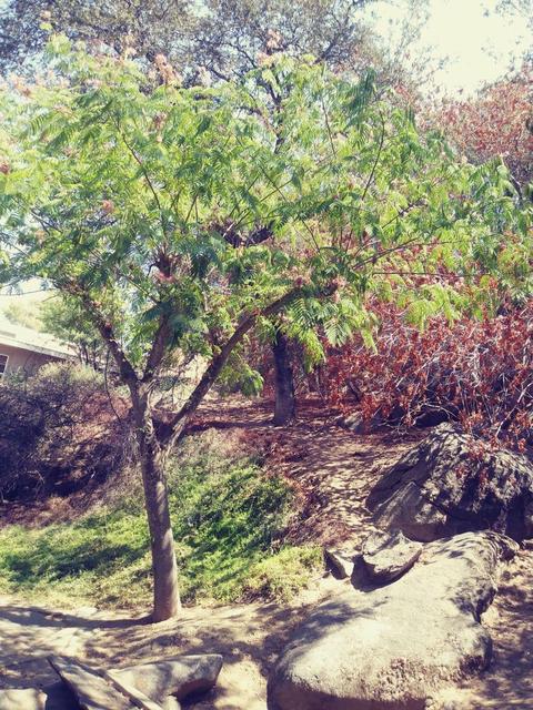 42272 Mynatt Dr, Three Rivers, CA 93271 photo 17