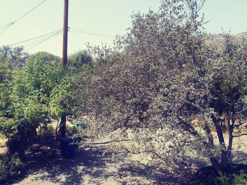 42272 Mynatt Dr, Three Rivers, CA 93271 photo 14
