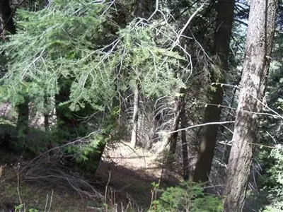 54596 Redwood Dr, Sequoia Crest, CA 93265 photo 1
