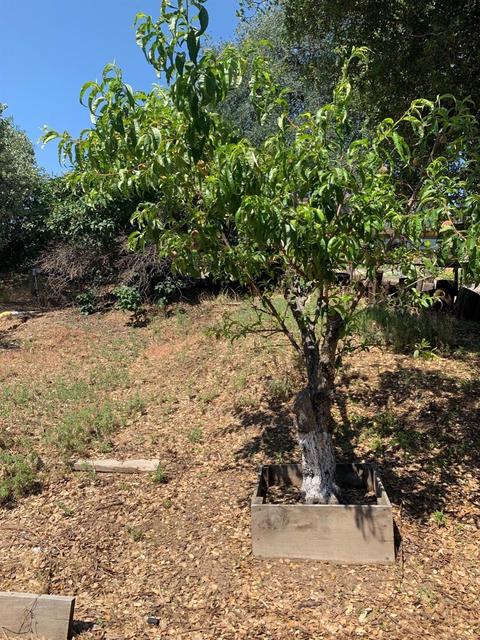 51110 Hogback Rd, Badger, CA 93603 photo 29
