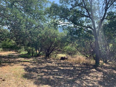51110 Hogback Rd, Badger, CA 93603 photo 32