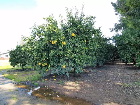17811 Avenue 278, Exeter, CA 93221 photo 20