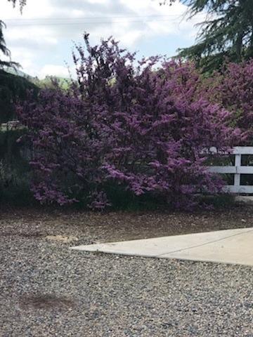 30471 Sierra Sunrise Dr, Exeter, CA 93221 photo 89