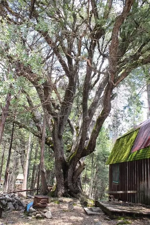 531 Trails End, Camp Nelson, CA 93265 photo 8
